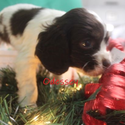 puppy, for, sale, Cocker Spaniel, Joe & Cherri  Overlease, dog, breeder, Miller, MO, dog-breeder, puppy-for-sale, forsale, nearby, find, puppyfind, locator, puppylocator, aca